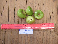 Garcinia hollrungii image