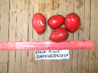 Barringtonia calyptrocalyx image