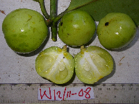 Garcinia hollrungii image