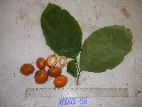 Casearia clutiifolia image