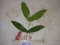 Ixora amplexifolia image