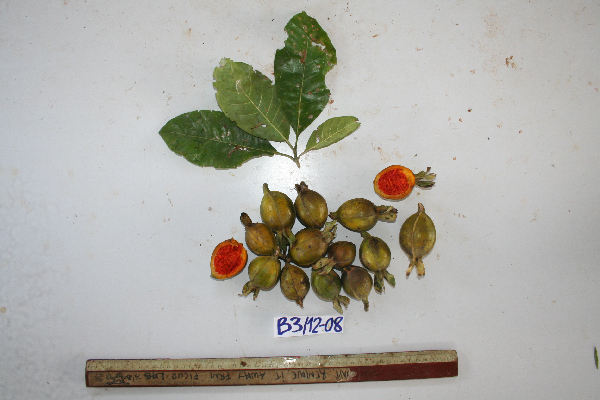Gardenia hansemannii image