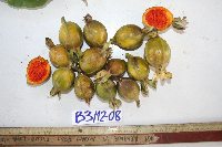 Gardenia hansemannii image
