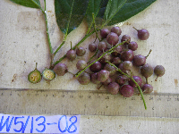 Erythrospermum candidum image