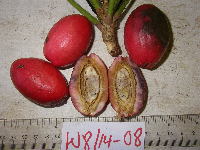 Barringtonia calyptrocalyx image