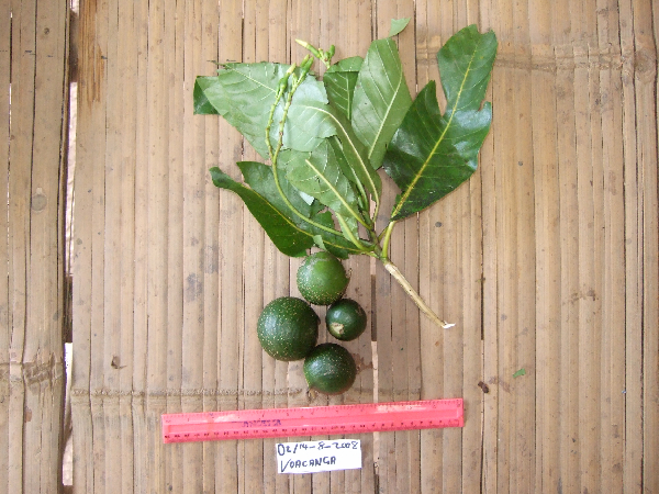 Voacanga grandifolia image