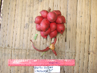 Goniothalamus grandiflorus image