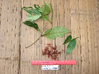 Gnetum costatum image