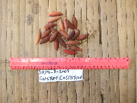 Gnetum costatum image