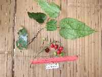 Tinospora dissitiflora image