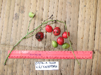 Tinospora dissitiflora image