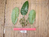 Image of Parartocarpus venenosus