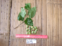 Tinospora dissitiflora image