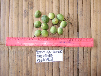 Tinospora dissitiflora image