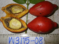 Gnetum costatum image