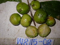 Garcinia ledermannii image