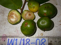 Inocarpus fagifer image