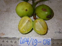 Garcinia hollrungii image