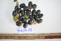 Canarium indicum image