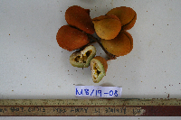 Sterculia ampla image