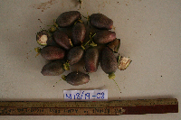 Barringtonia apiculata image