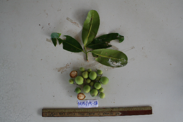 Calophyllum inophyllum image