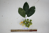 Artocarpus vriesianus image