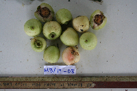 Syzygium gonatanthum image