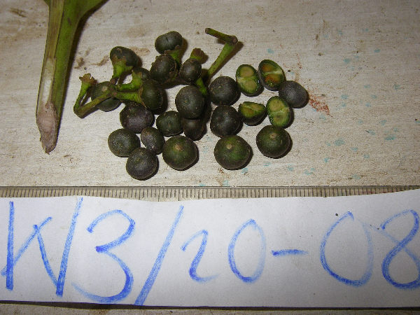 Leea guineensis image