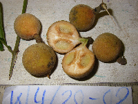 Chisocheton lasiocarpus image