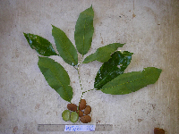 Kingiodendron alternifolium image