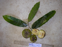 Diospyros papuana image