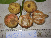 Chisocheton lasiocarpus image