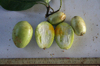 Garcinia assugu image