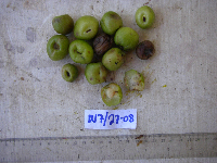 Garcinia maluensis image