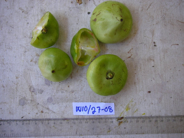 Garcinia hollrungii image