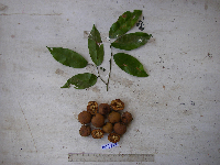 Kingiodendron alternifolium image