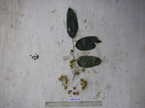 Smilax nova-guineensis image