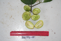 Garcinia ledermannii image