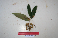 Cleistanthus myrianthus image