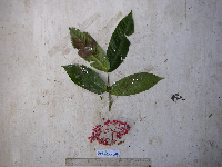 Ixora amplexifolia image
