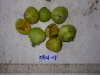 Garcinia hollrungii image