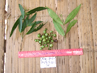 Image of Syzygium coalitum