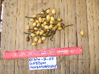 Gnetum gnemonoides image