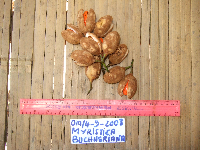 Myristica buchneriana image