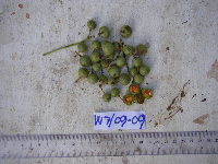 Erythrospermum candidum image