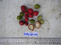 Ixora novoguineensis image