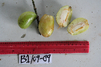 Garcinia ledermannii image