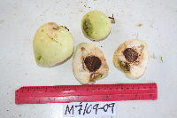 Syzygium aqueum image