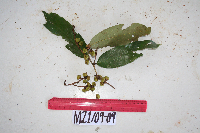 Cleistanthus myrianthus image